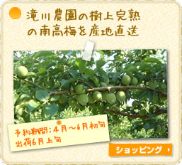 滝川農園の樹上完熟の南高梅を産地直送 -予約期間:4月~6月初旬 出荷6月上旬-