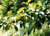 富久錦・純米原酒でつけた梅酒ができるまで1