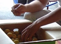 富久錦・純米原酒でつけた梅酒ができるまで2