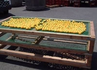 富久錦・純米原酒でつけた梅酒ができるまで4