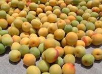 富久錦・純米原酒でつけた梅酒ができるまで5