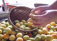 富久錦・純米原酒でつけた梅酒ができるまで6