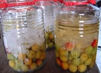 富久錦・純米原酒でつけた梅酒ができるまで8